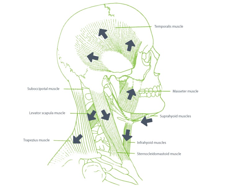 tmj muscle diagram